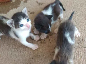 Gato raça  idade Abaixo de 2 meses nome Dylan, Jon e Amora