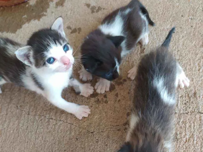 Gato ra a  idade Abaixo de 2 meses nome Dylan, Jon e Amora