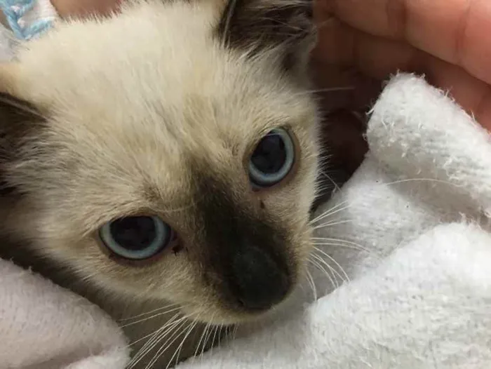 Gato raça SRD idade 2 a 6 meses nome Nala