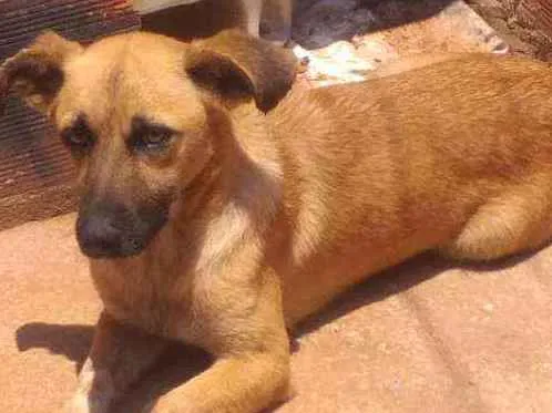 Cachorro ra a SRD idade 3 anos nome Meg