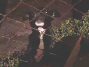 Cachorro raça Srd idade 7 a 11 meses nome Onix