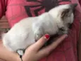 Nala