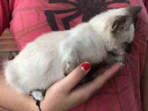Gato raça SRD idade 2 a 6 meses nome Nala