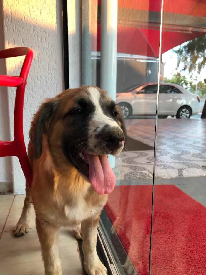 Cachorro ra a SRD.  idade 2 a 6 meses nome Bethoveen 