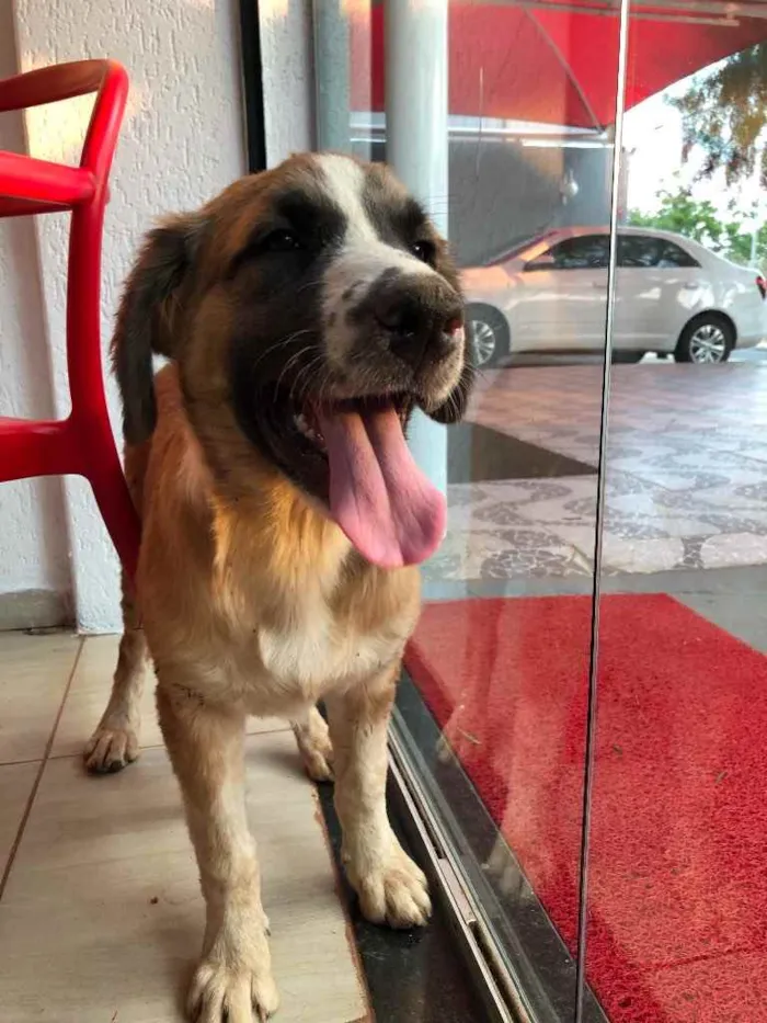 Cachorro ra a SRD.  idade 2 a 6 meses nome Bethoveen 