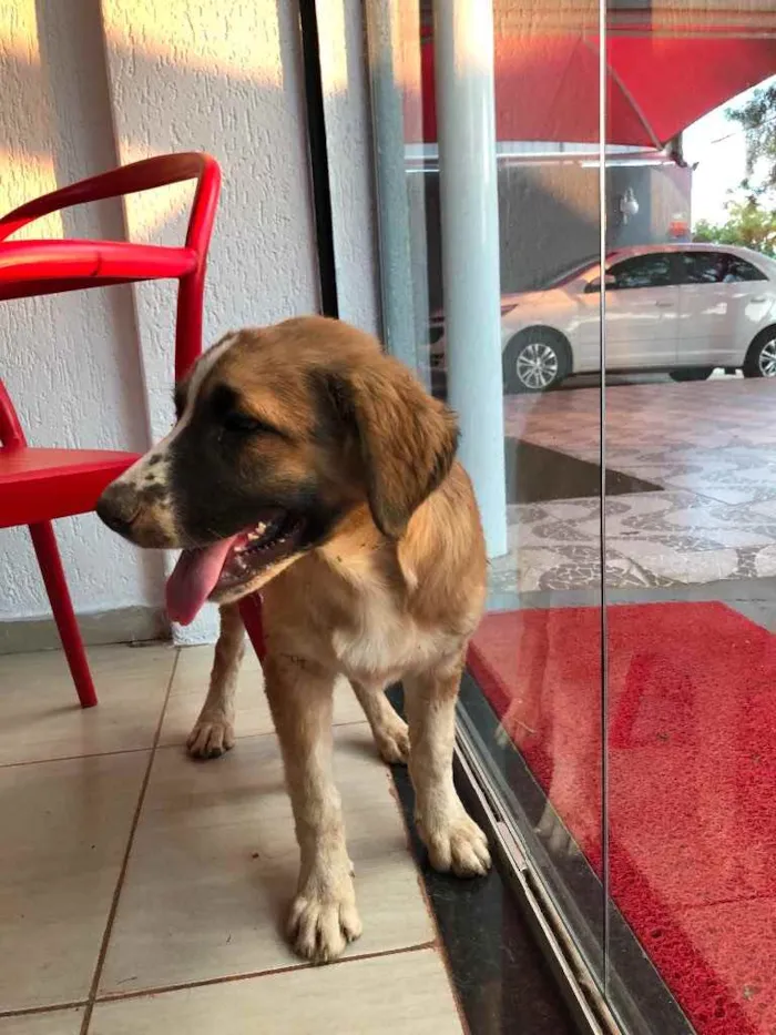 Cachorro ra a SRD.  idade 2 a 6 meses nome Bethoveen 
