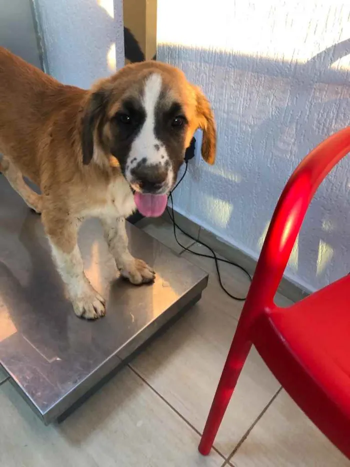 Cachorro ra a SRD.  idade 2 a 6 meses nome Bethoveen 