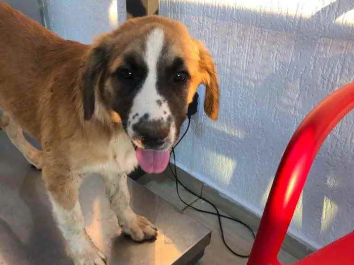 Cachorro ra a SRD.  idade 2 a 6 meses nome Bethoveen 