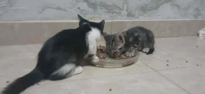 Gato raça Sem Raça  idade Abaixo de 2 meses nome Nina 
