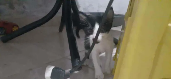 Gato raça Sem Raça  idade Abaixo de 2 meses nome Nina 