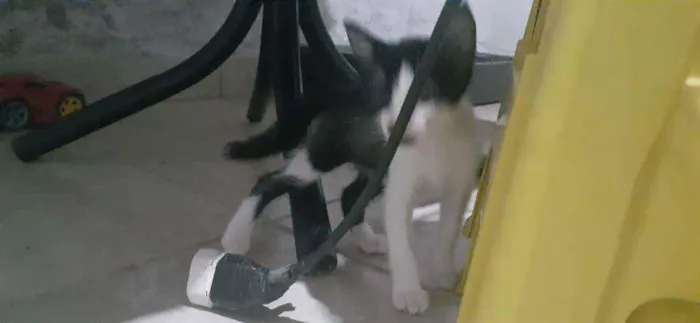 Gato raça Sem Raça  idade Abaixo de 2 meses nome Nina 