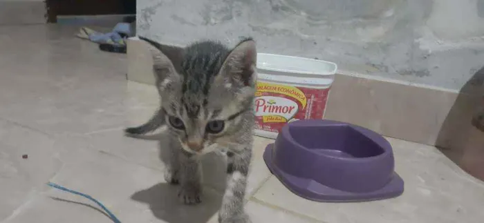 Gato raça Sem Raça  idade Abaixo de 2 meses nome Nina 