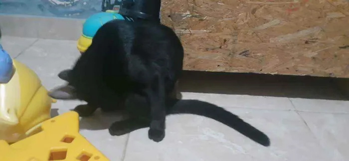 Gato raça Sem Raça  idade Abaixo de 2 meses nome Nina 