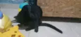Nina