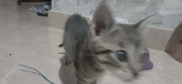 Gato raça Sem Raça  idade Abaixo de 2 meses nome Nina 