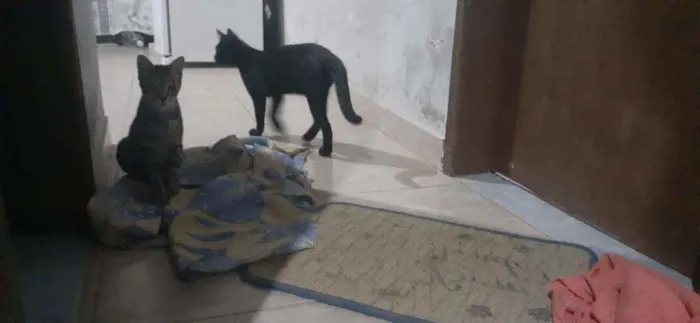Gato raça Sem Raça  idade Abaixo de 2 meses nome Nina 
