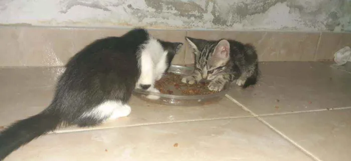 Gato raça Sem Raça  idade Abaixo de 2 meses nome Nina 