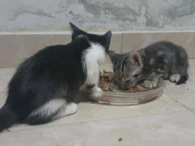 Gato raça Sem Raça  idade Abaixo de 2 meses nome Nina 