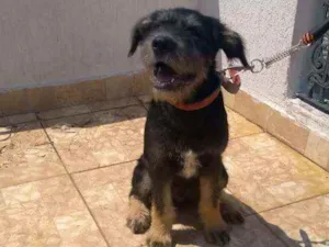 Cachorro raça SRD idade 2 a 6 meses nome Tico