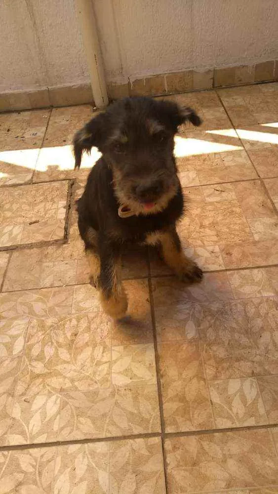 Cachorro raça SRD idade 2 a 6 meses nome Tico