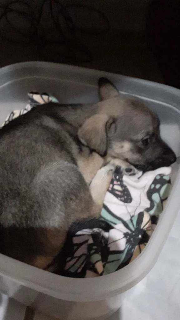 Cachorro ra a Comum idade Abaixo de 2 meses nome Athena 