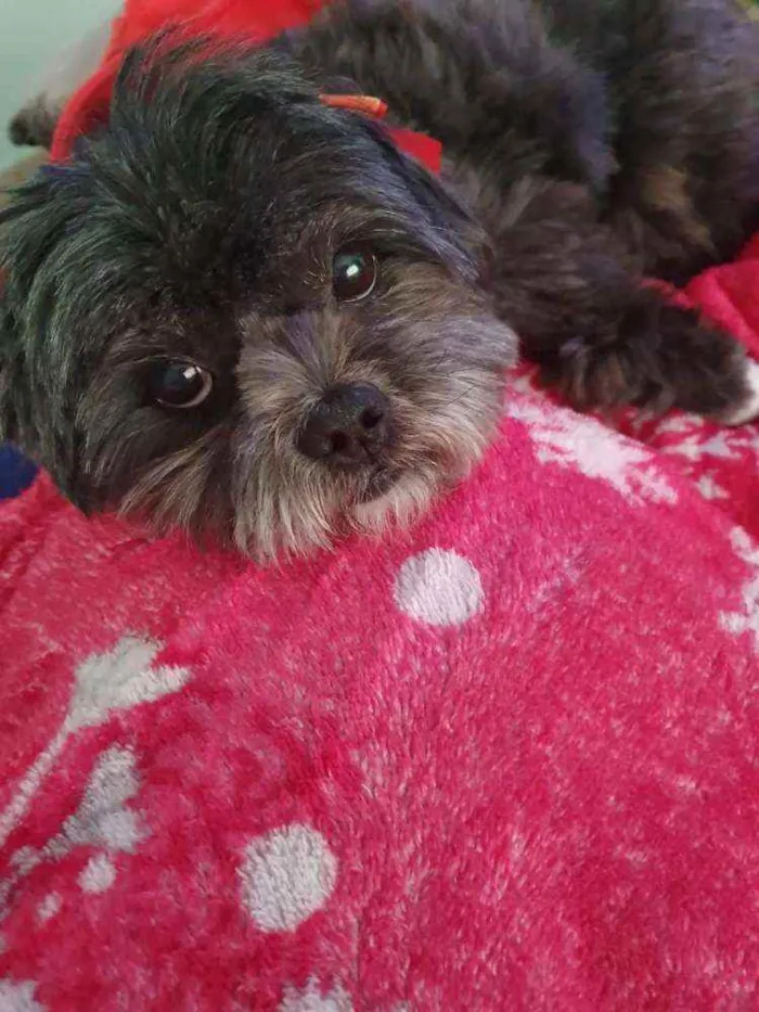 Cachorro raça Lhasa apso idade 5 anos nome Mel