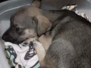Cachorro raça Comum idade Abaixo de 2 meses nome Athena 