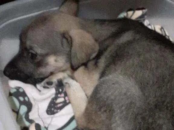 Cachorro ra a Comum idade Abaixo de 2 meses nome Athena 