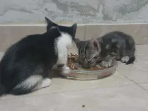 Gato raça Sem Raça  idade Abaixo de 2 meses nome Nina 