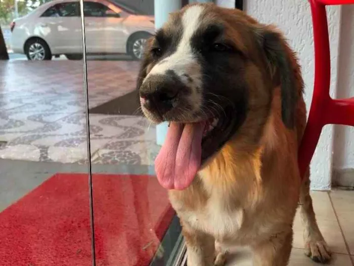 Cachorro ra a SRD.  idade 2 a 6 meses nome Bethoveen 