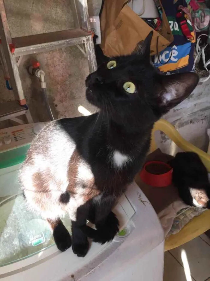 Gato ra a  idade Abaixo de 2 meses nome Não sei 