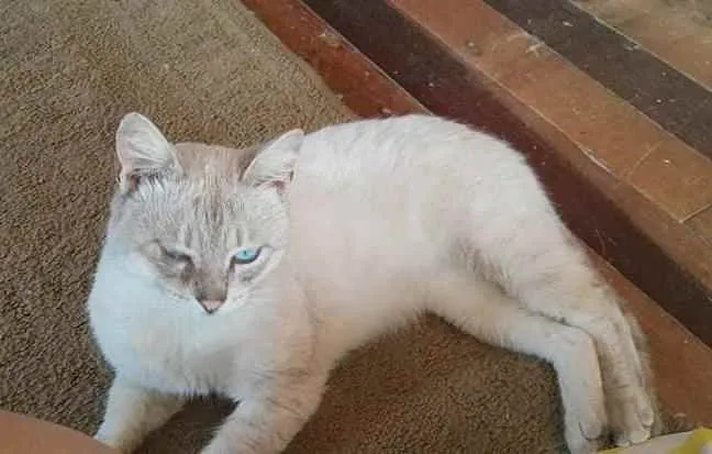 Gato ra a  idade Abaixo de 2 meses nome Não sei 