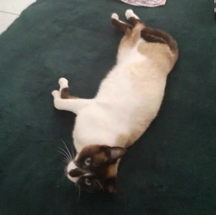 Gato ra a  idade Abaixo de 2 meses nome Não sei 