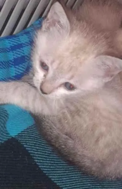 Gato ra a  idade Abaixo de 2 meses nome Não sei 