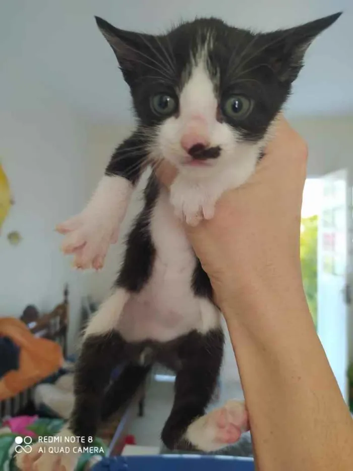 Gato ra a  idade 7 a 11 meses nome Não sei 