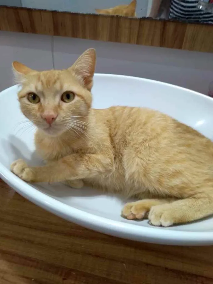 Gato ra a  idade 7 a 11 meses nome Não sei 