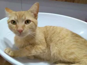 Gato raça  idade 7 a 11 meses nome Não sei 