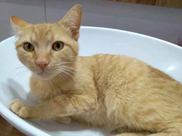 Gato ra a  idade 7 a 11 meses nome Não sei 