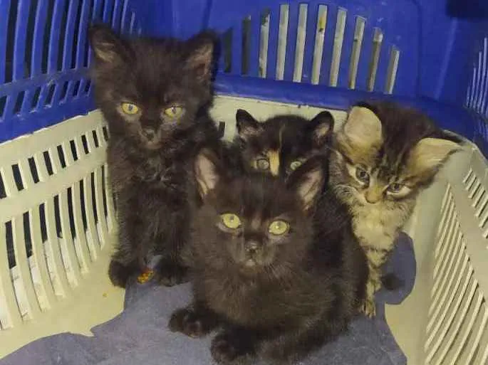 Gato ra a  idade Abaixo de 2 meses nome Não sei 