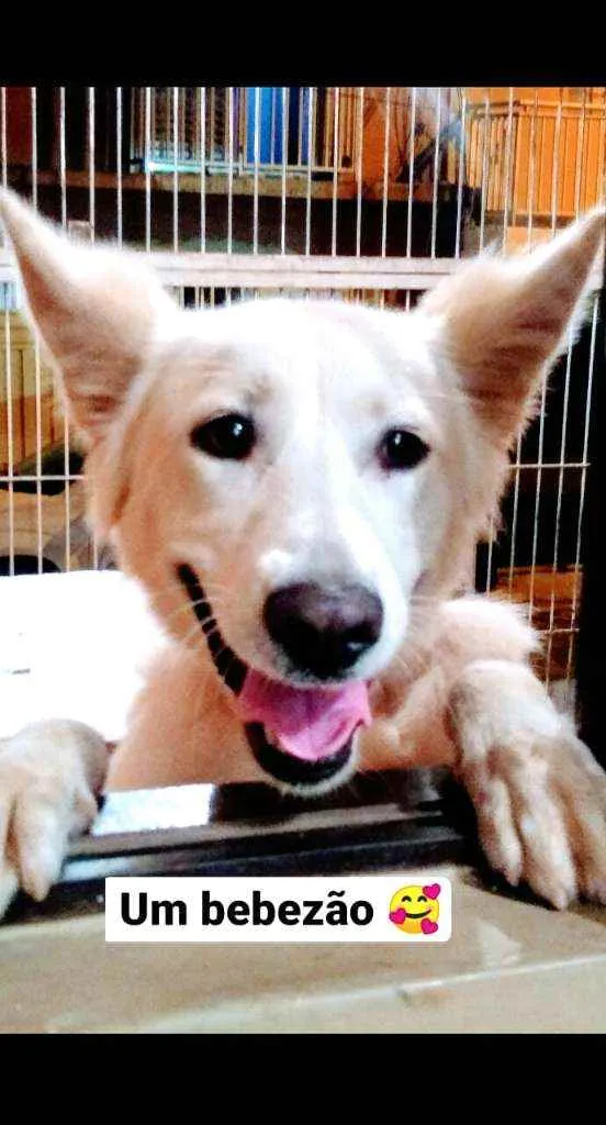 Cachorro ra a Mestiço Pastor Belga idade 1 ano nome Apolo