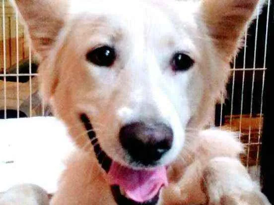 Cachorro ra a Mestiço Pastor Belga idade 1 ano nome Apolo