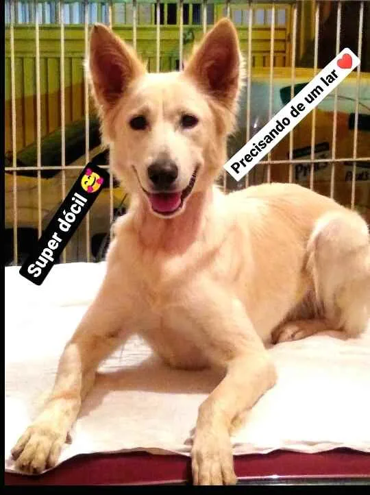 Cachorro ra a Mestiço Pastor Belga idade 1 ano nome Apolo