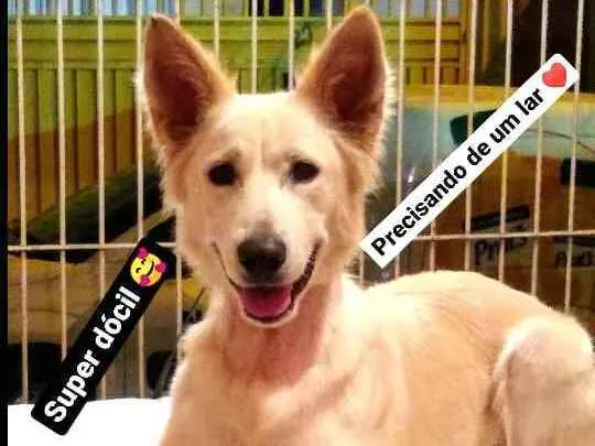 Cachorro ra a Mestiço Pastor Belga idade 1 ano nome Apolo