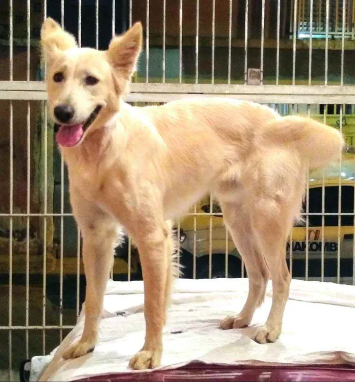 Cachorro ra a Mestiço Pastor Belga idade 1 ano nome Apolo