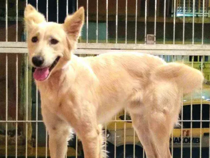 Cachorro ra a Mestiço Pastor Belga idade 1 ano nome Apolo