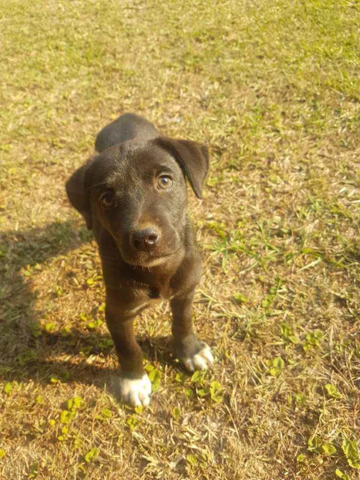 Cachorro raça Vira-Lata idade Abaixo de 2 meses nome DORA