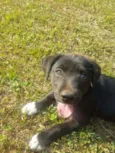 DORA