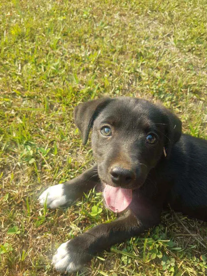 Cachorro raça Vira-Lata idade Abaixo de 2 meses nome DORA