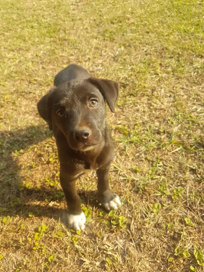Cachorro raça Vira-Lata idade Abaixo de 2 meses nome DORA