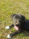 DORA